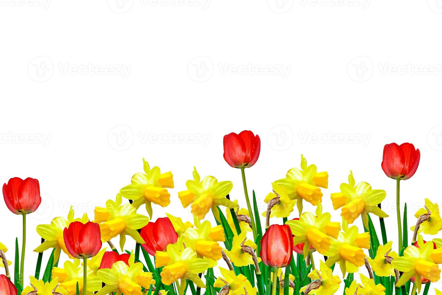 Colorful flowers tulips and daffodils isolated on white background