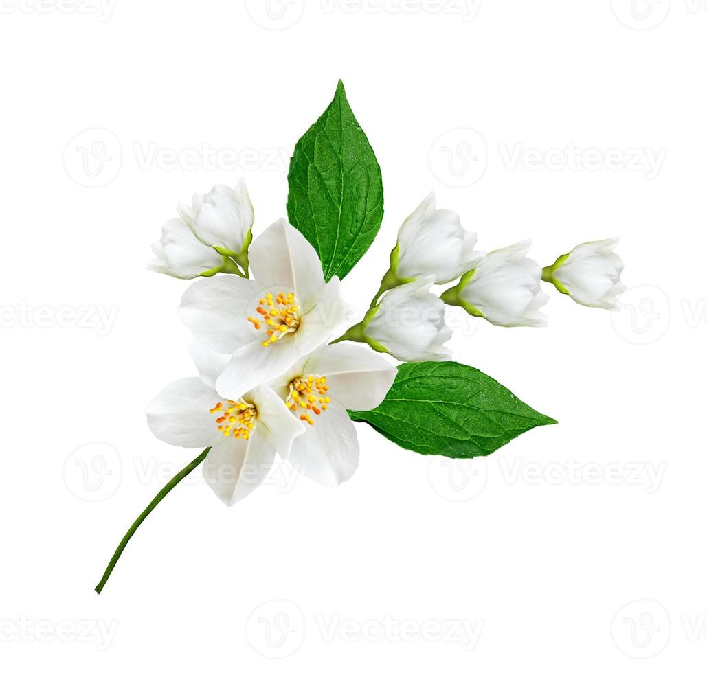 branch of jasmine flowers isolated on white background photo