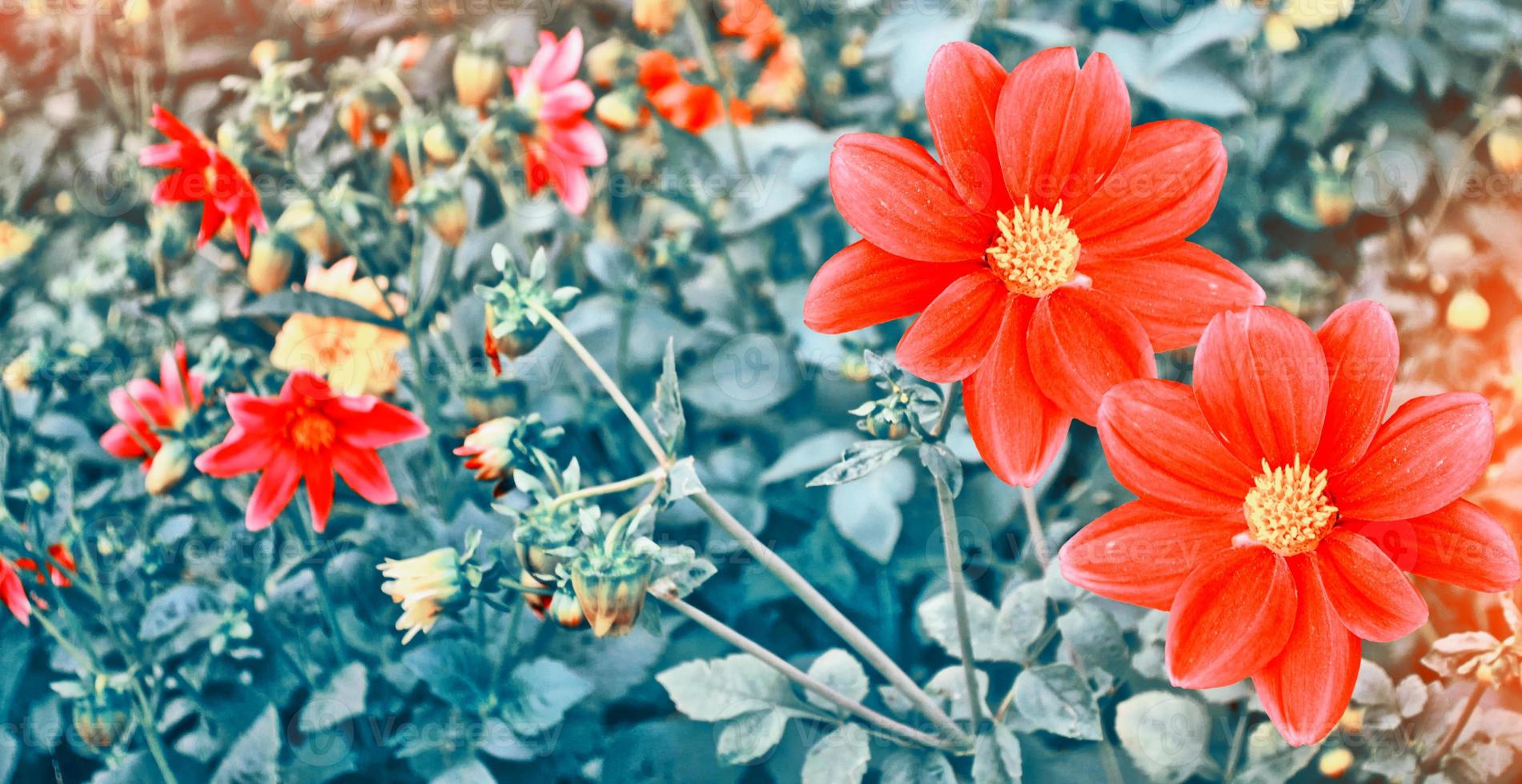 Colorful  flowers dahlia on the background of the summer landscape photo