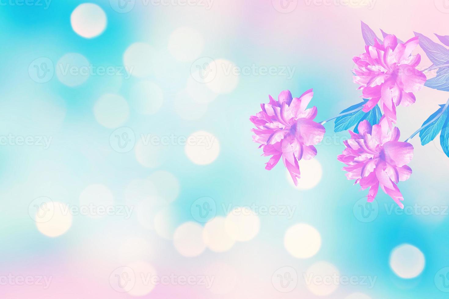 Bright colorful flowers peonies photo