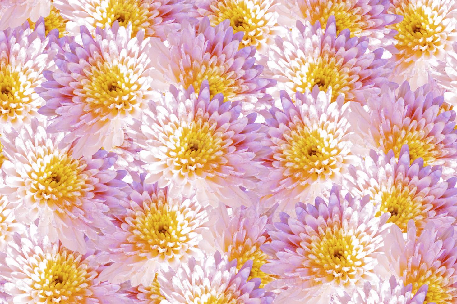 Colorful autumn flowers of chrysanthemum photo