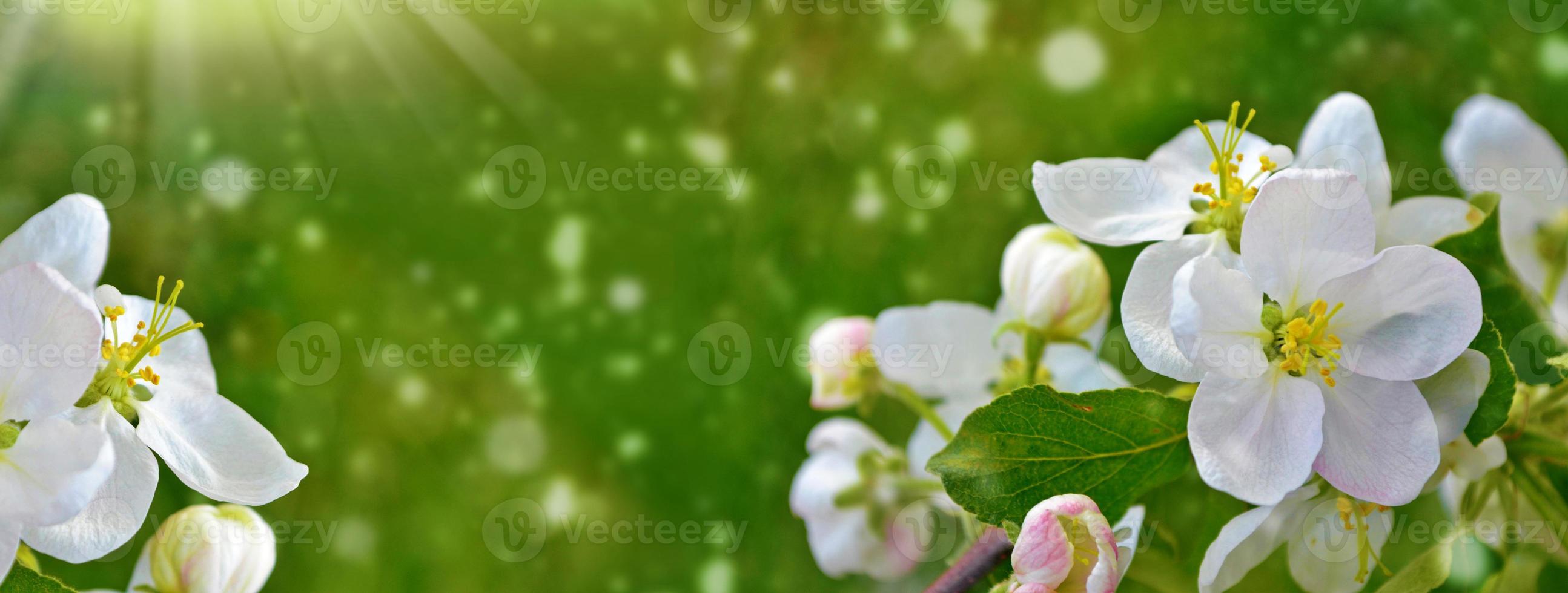 Spring landscape. Blossoming branch apple. nature photo