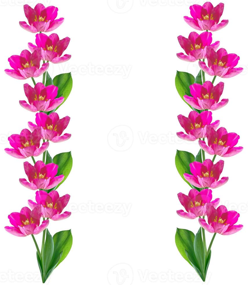 spring flowers tulips photo