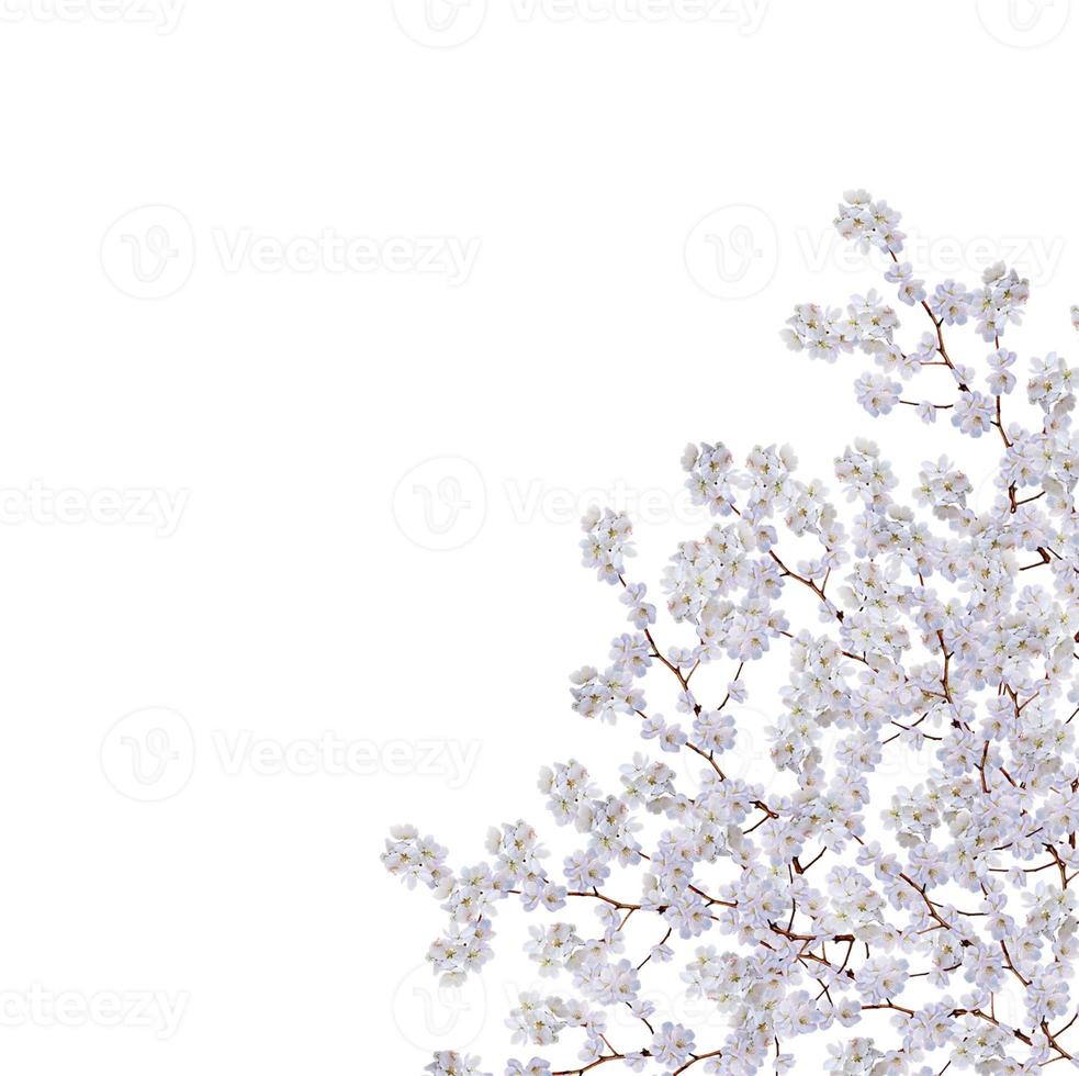 White apple flowers branch isolated on white background photo