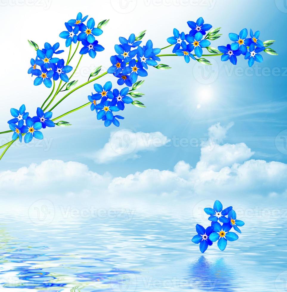 forget-me-not flowers on a background of blue sky with clouds photo