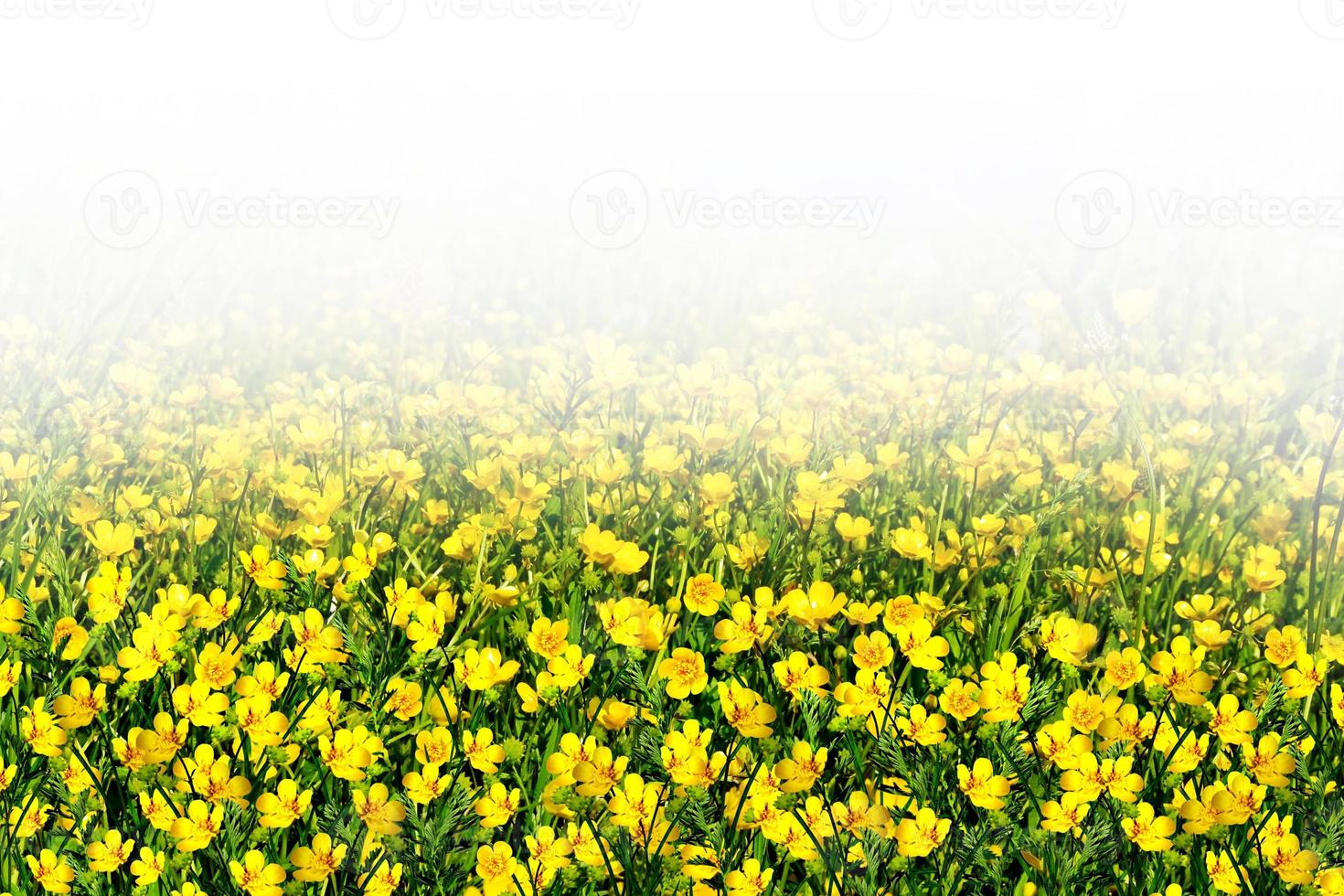 flowering meadow with wild flowers buttercups photo