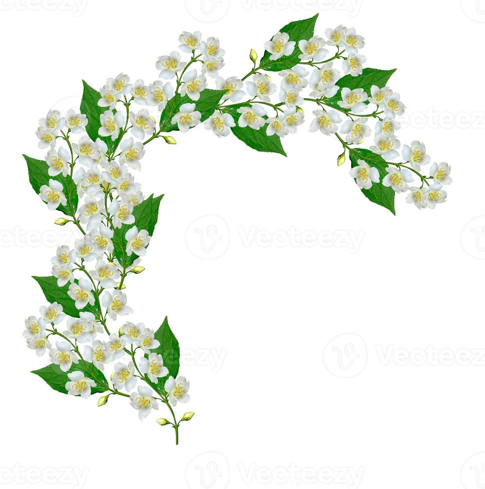 White jasmine flower. photo