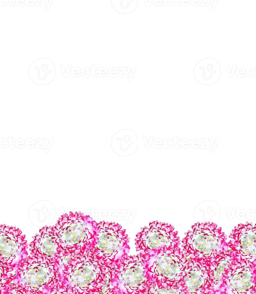 Autumn asters flower isolated on white background photo