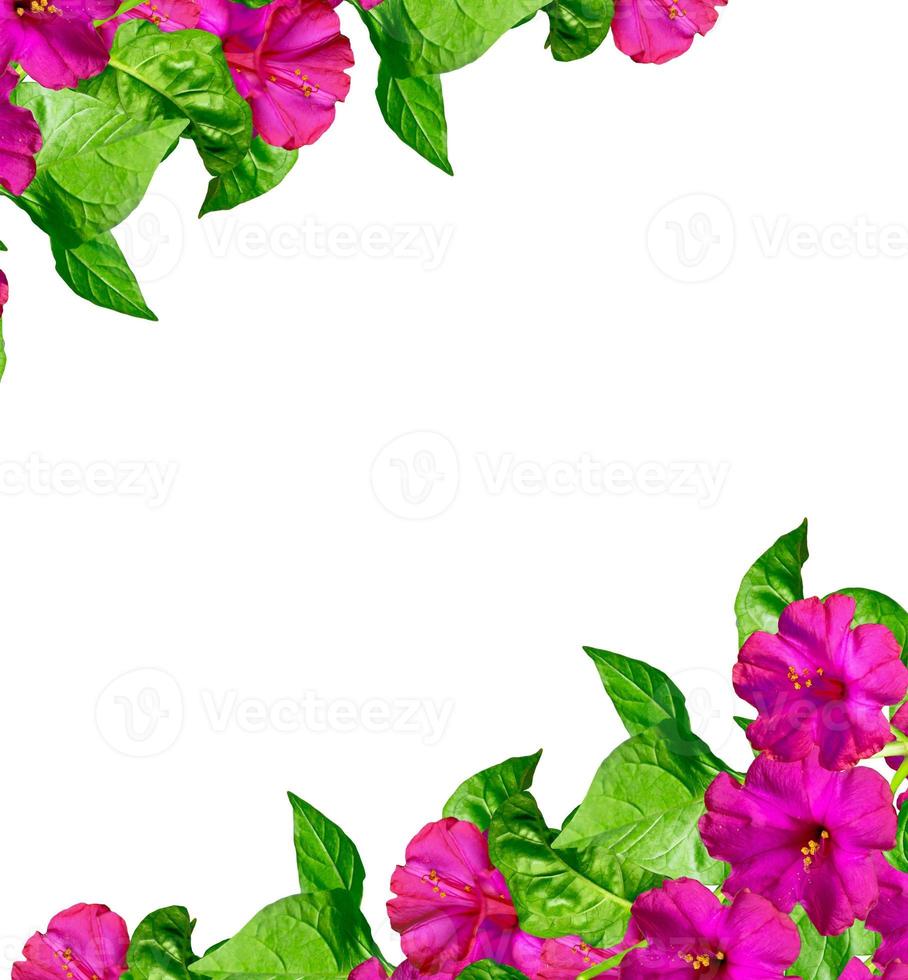 petunia flowers isolated on white background photo