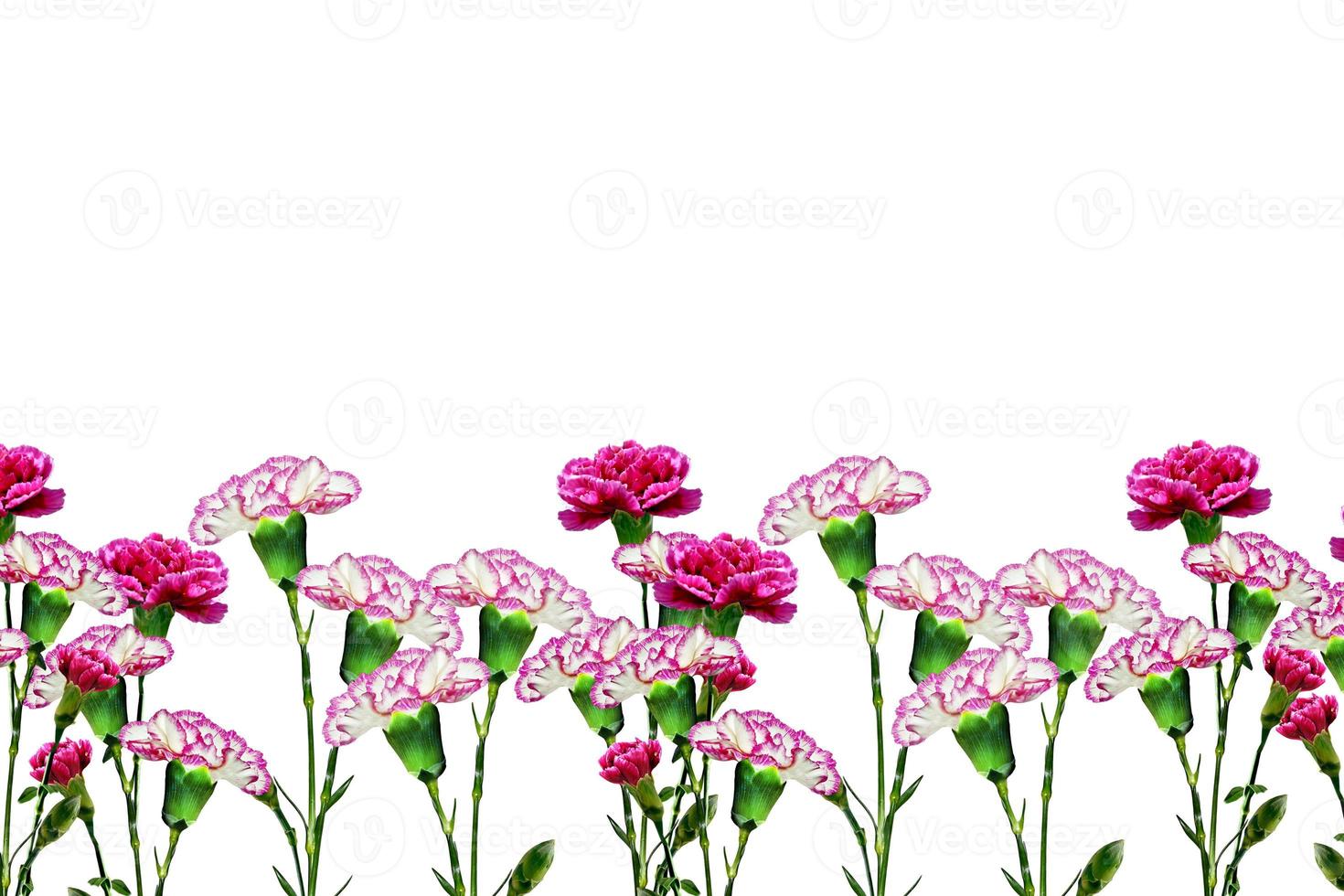 branch of beautiful flowers carnation photo