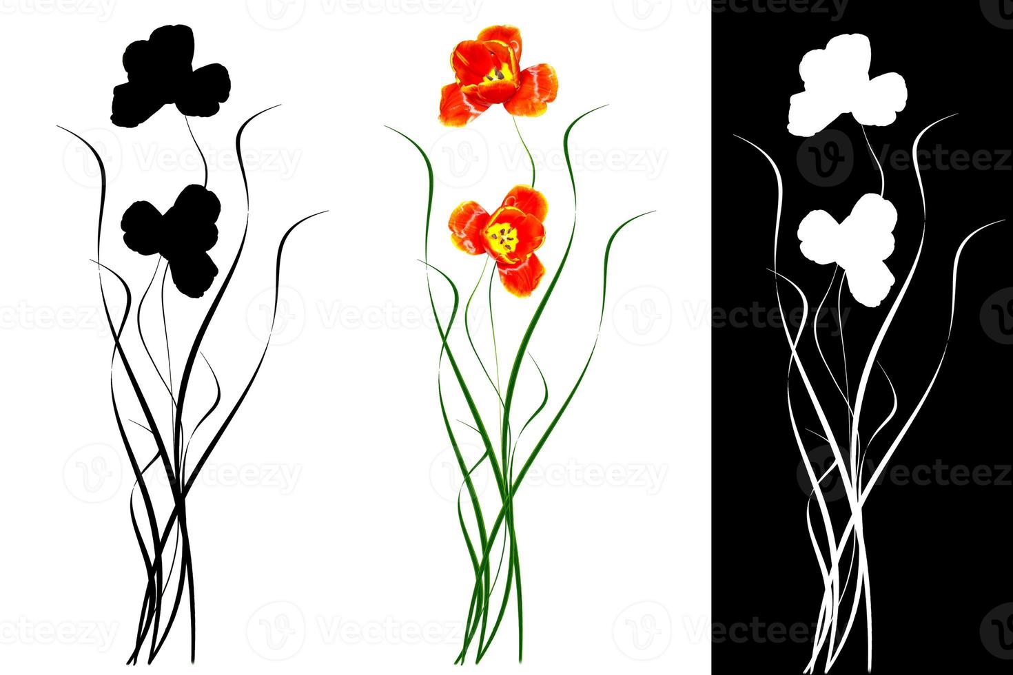 spring flowers tulips isolated on white background. photo