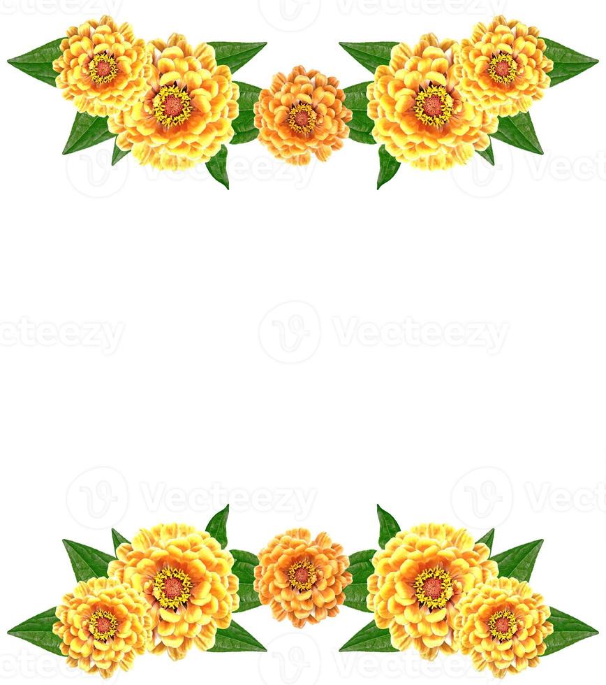 Petunias isolated on a white background. Colorful flowers. photo