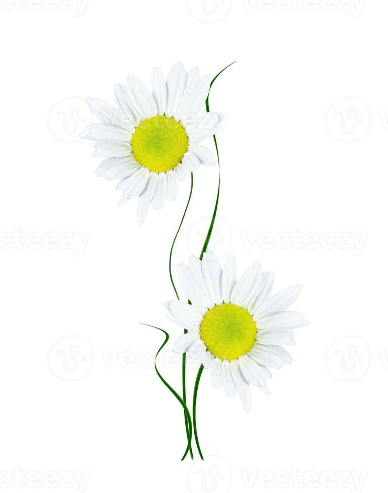 daisies summer white flower isolated on white background photo