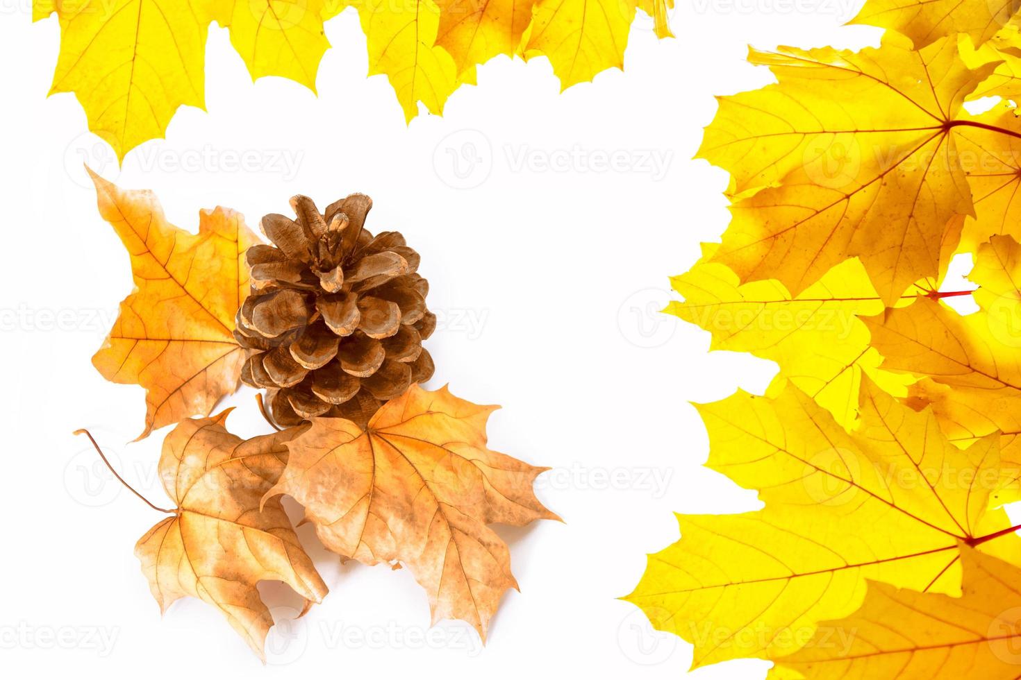 Bright colorful autumn leaves photo