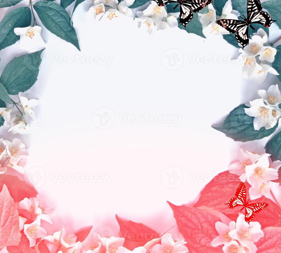 White jasmine The branch delicate spring flowers photo