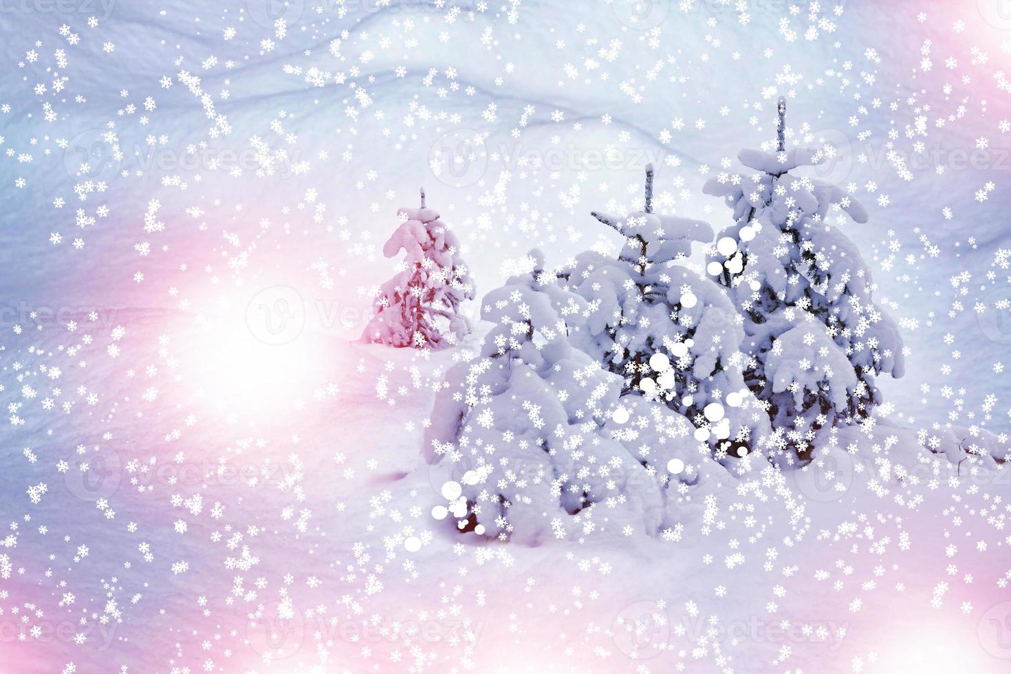 Snowfall in the forest.  winter landscape photo