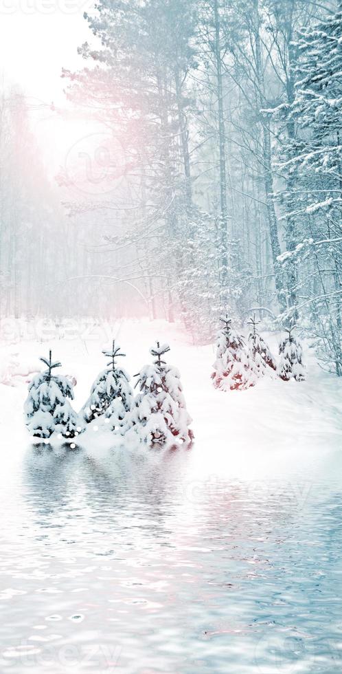 Winter Forest. Winter landscape. photo