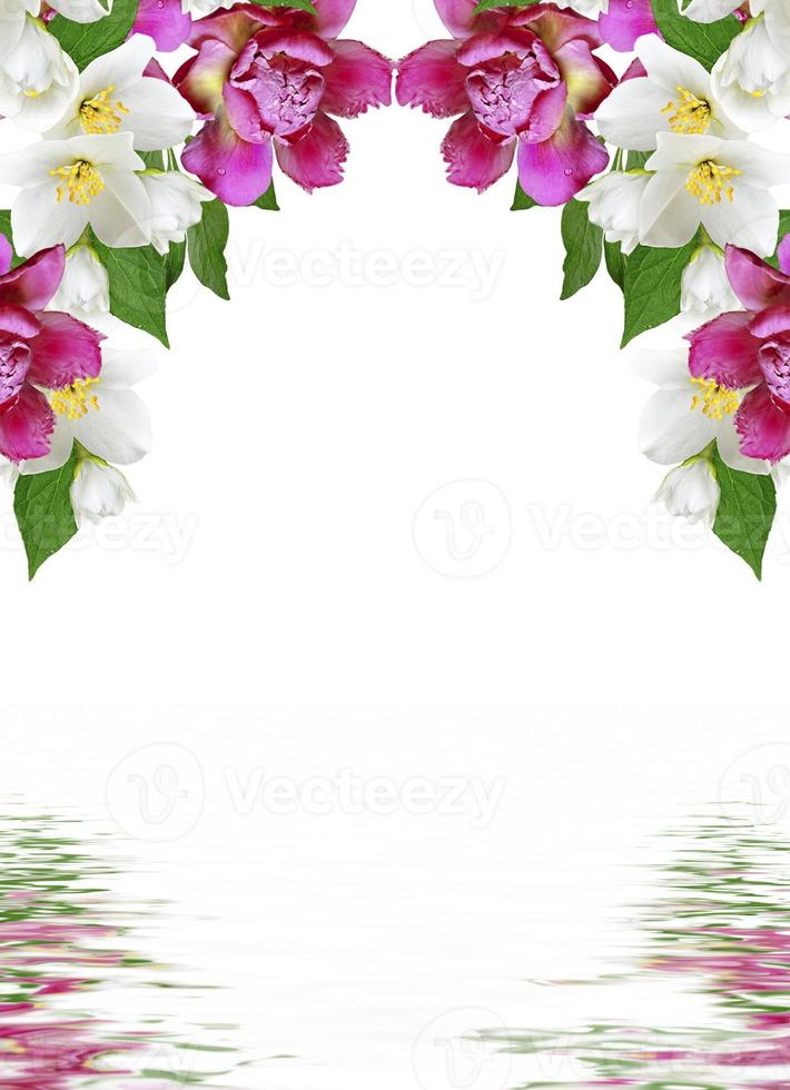 branch of jasmine flowers isolated on white background photo