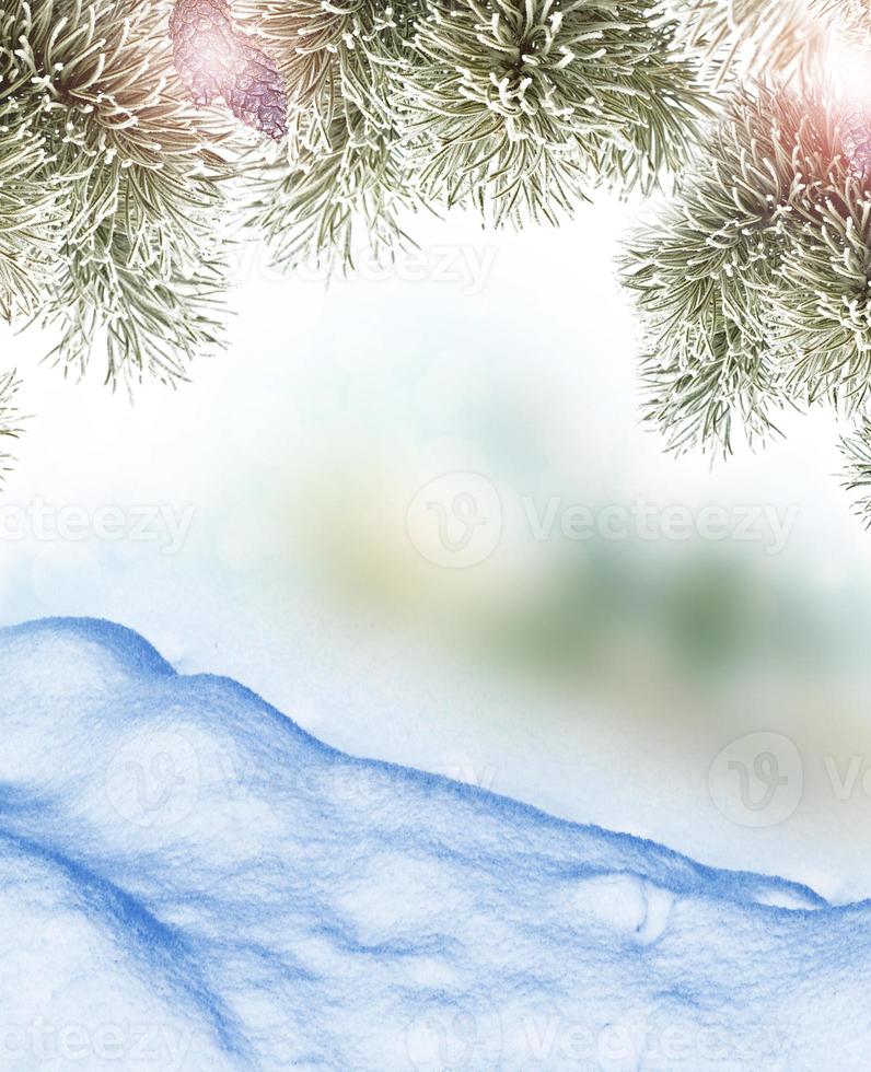 Winter landscape. Snow covered trees. christmas background photo