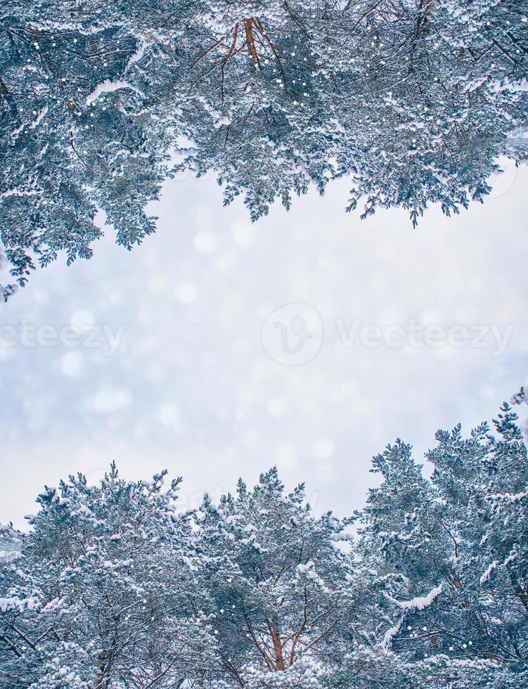 Frozen winter forest with snow covered trees. photo