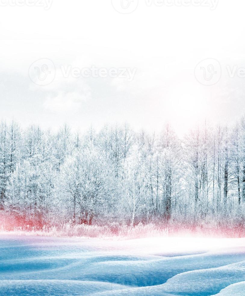 Frozen winter forest with snow covered trees. photo