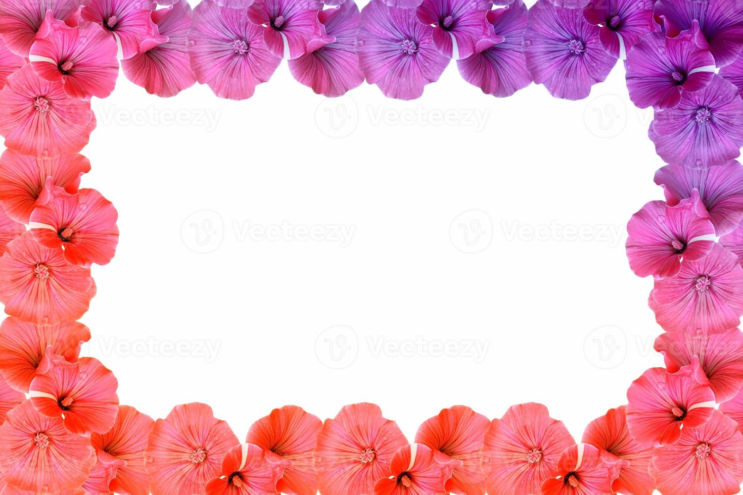 Petunias isolated on a white background. Colorful flowers. photo