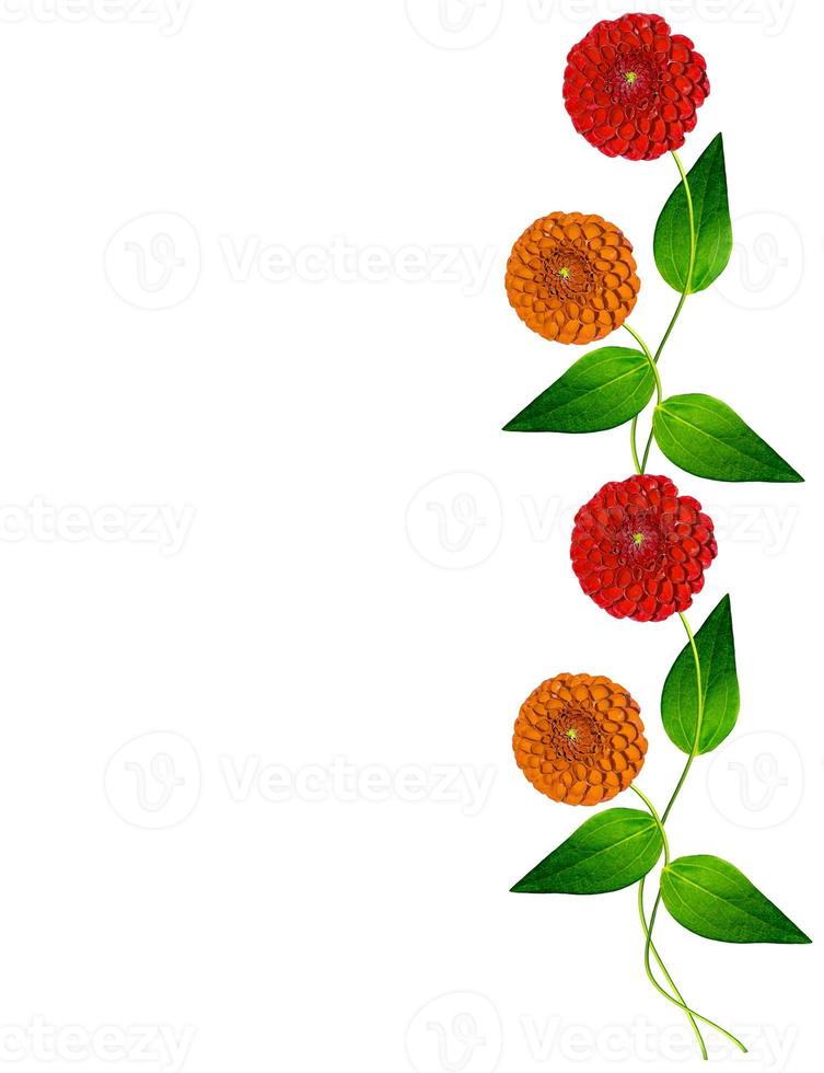 Dahlia flower isolated on white background photo