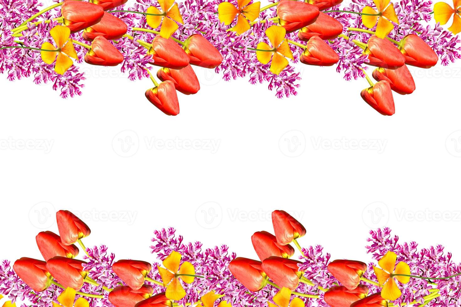 spring flowers tulips isolated on white background. photo