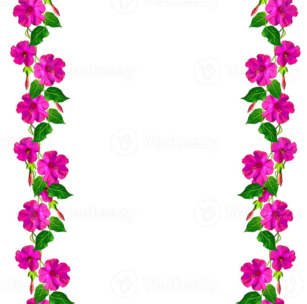 Petunias isolated on a white background. Colorful flowers. photo
