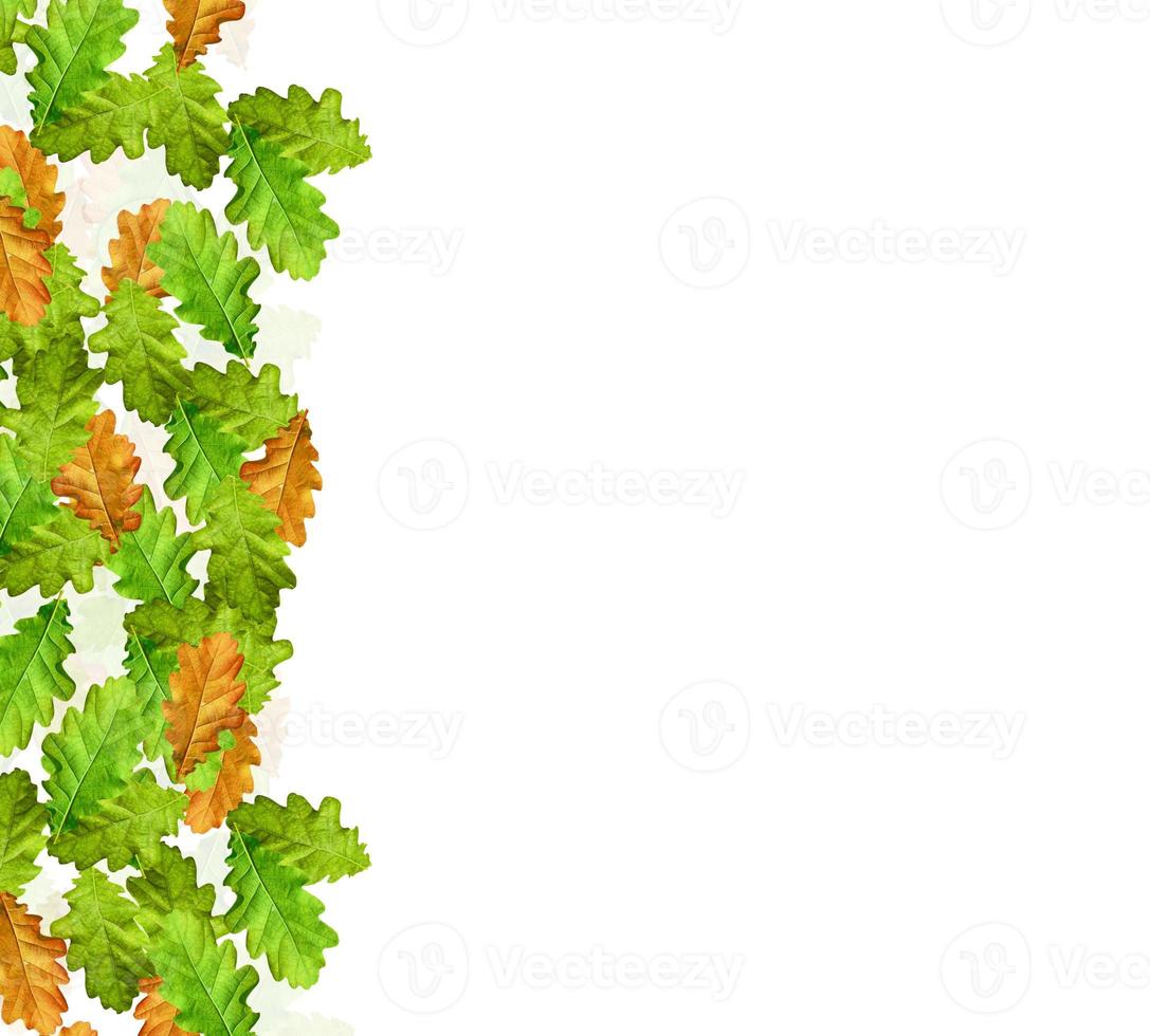 foliage isolated on white background. Golden autumn photo