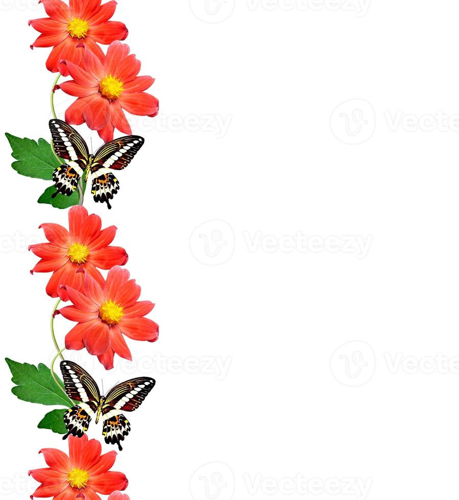 Flowers isolated on white background. photo