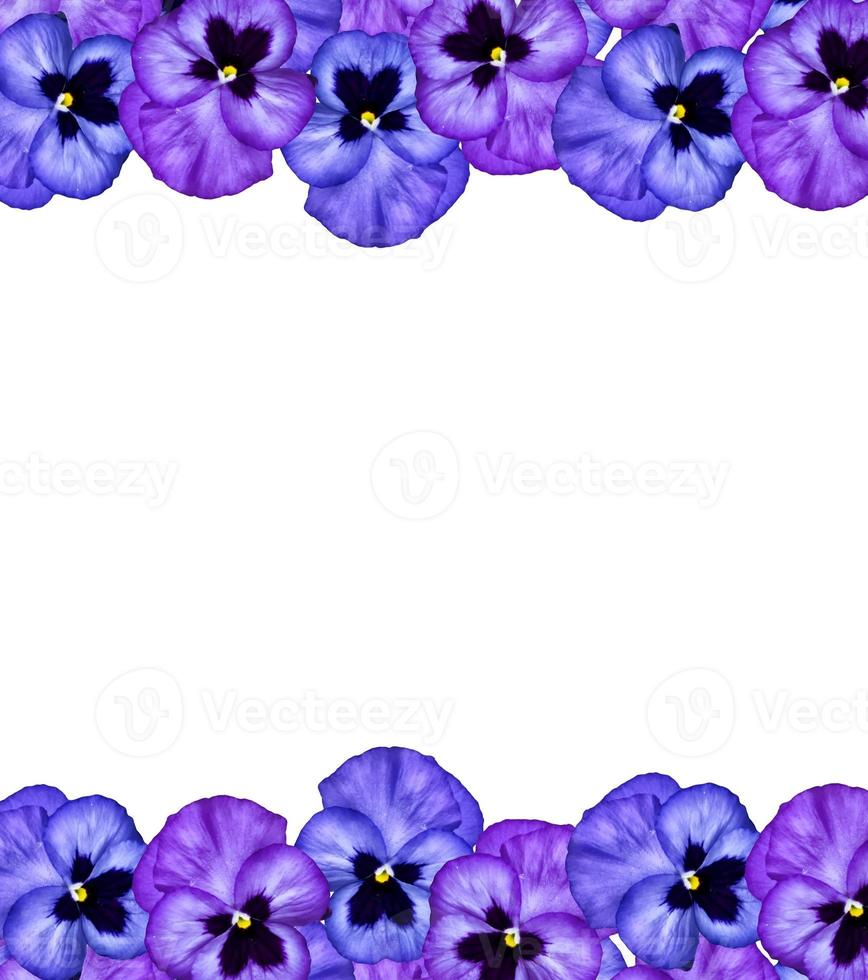 Pansy Violet with Green Leaves on white background photo