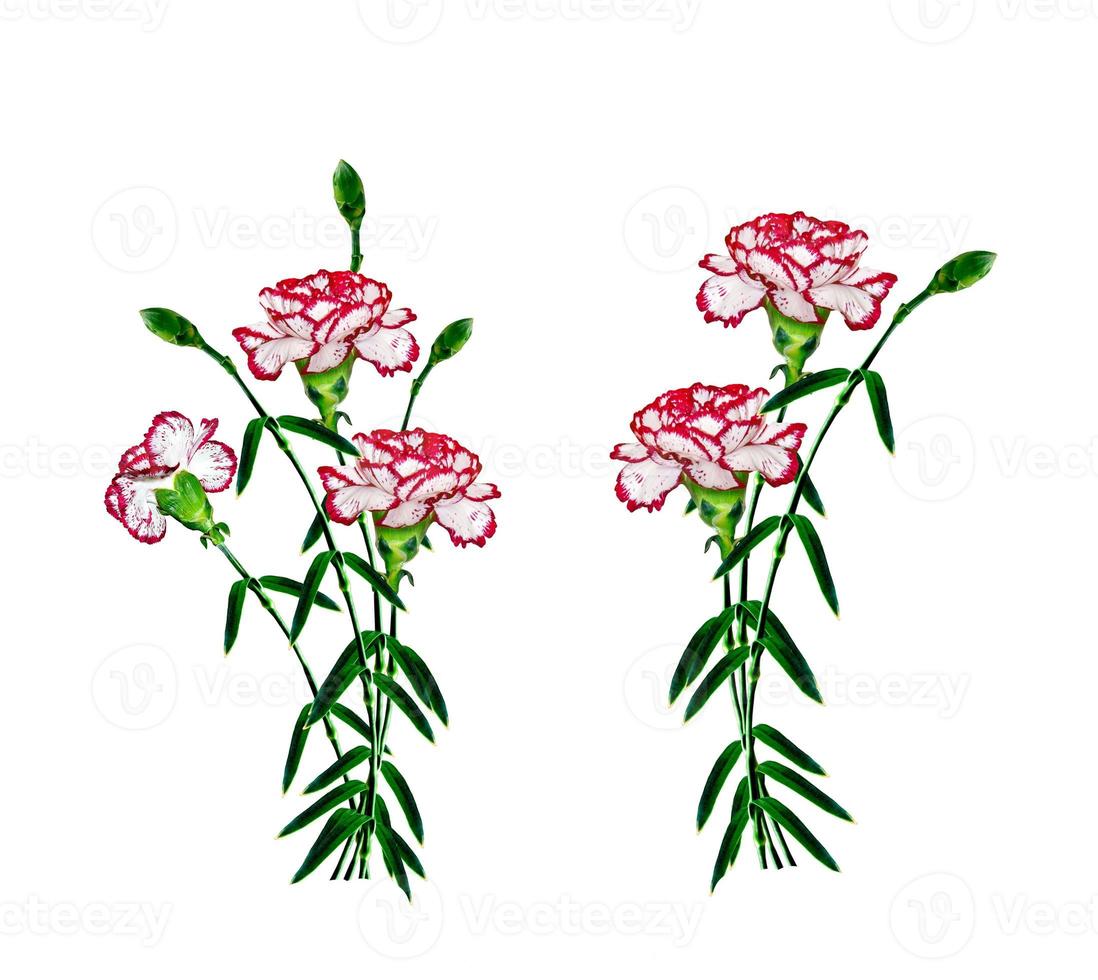 Bouquet of flowers carnation isolated on white background. photo