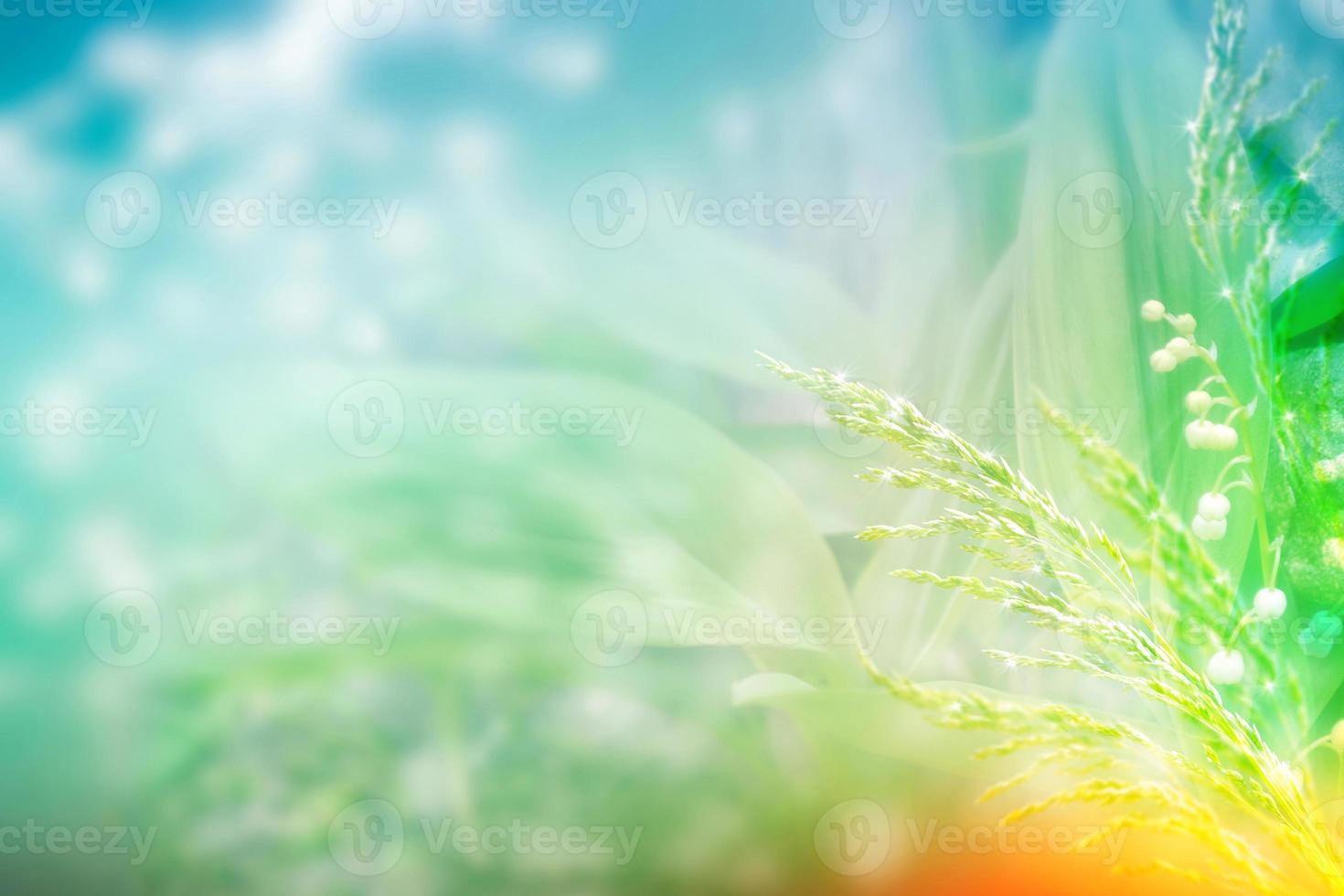 Blurred image of grass. Summer colorful abstract background. photo