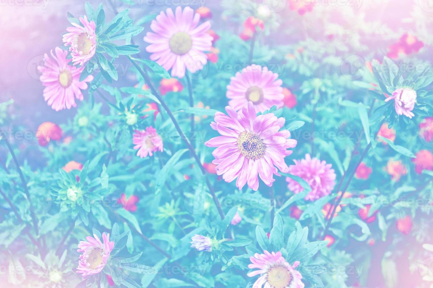 Pink aster colorful flowers on a background summer landscape photo