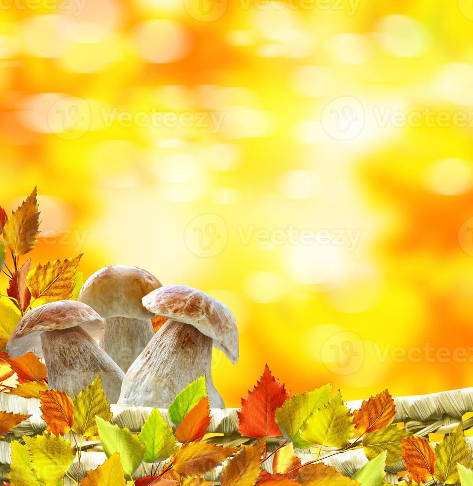 hermoso colorido otoño hojas y setas boletus foto