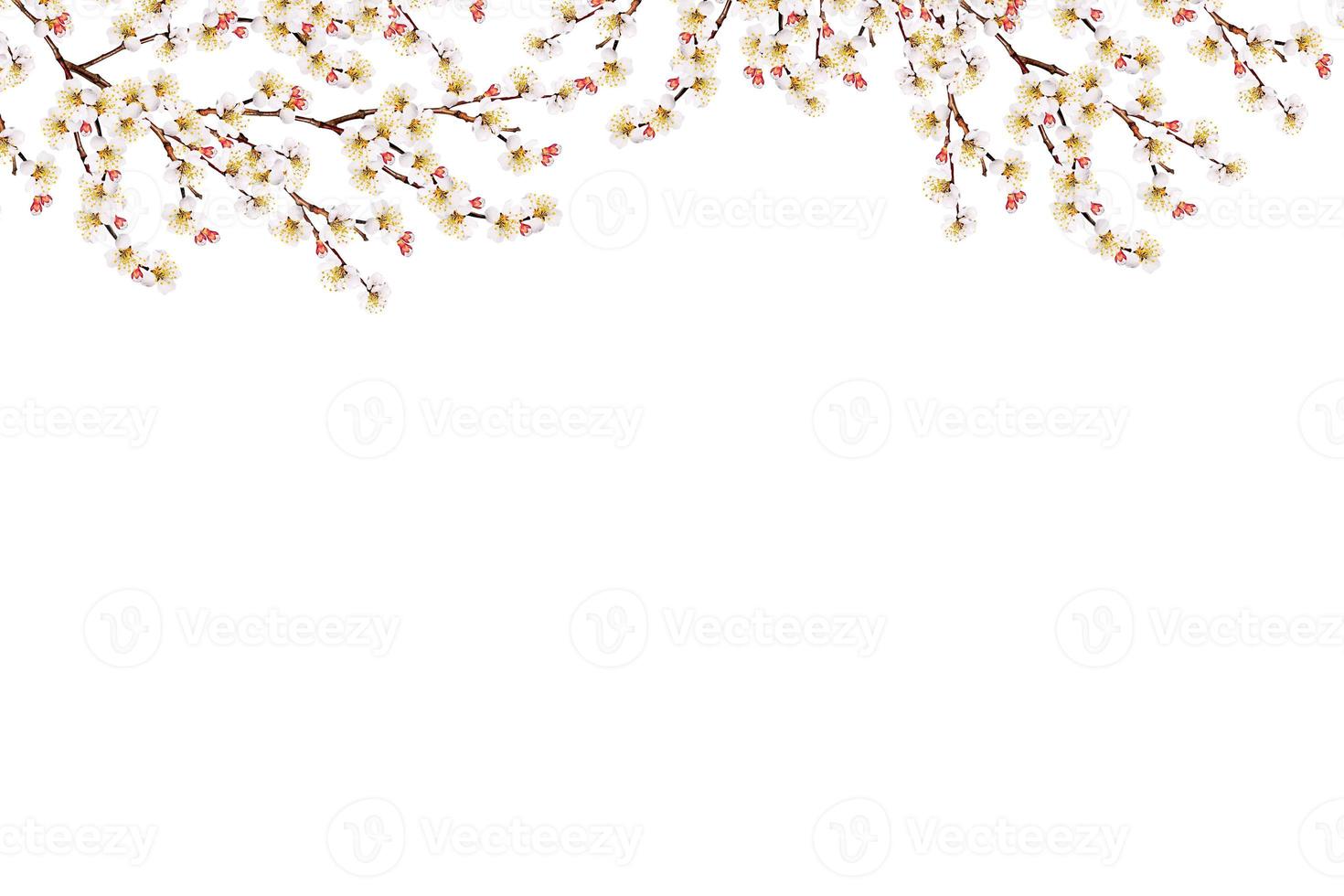 Flowering branch of apple isolated on a white background. Spring photo