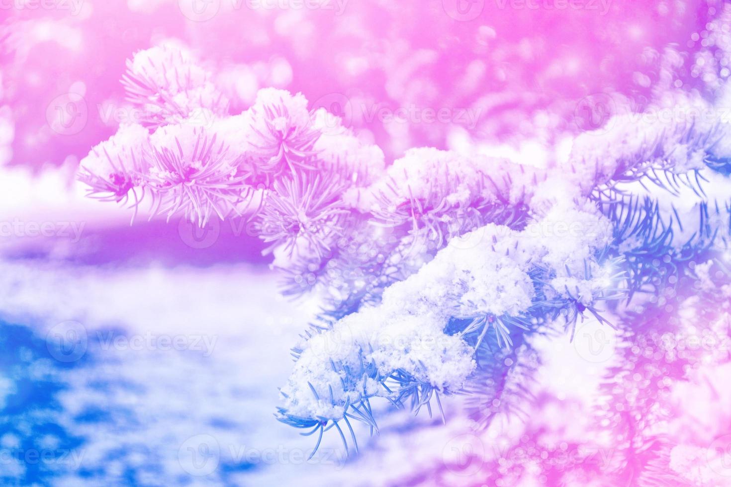 Frozen winter forest with snow covered trees. photo