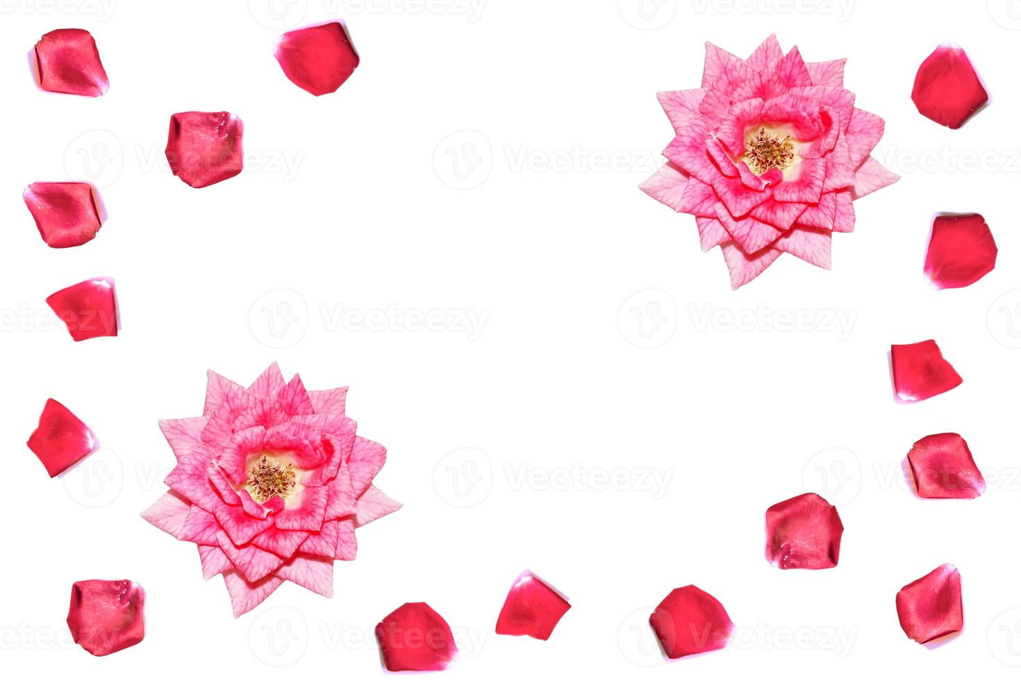 Red rose petals photo