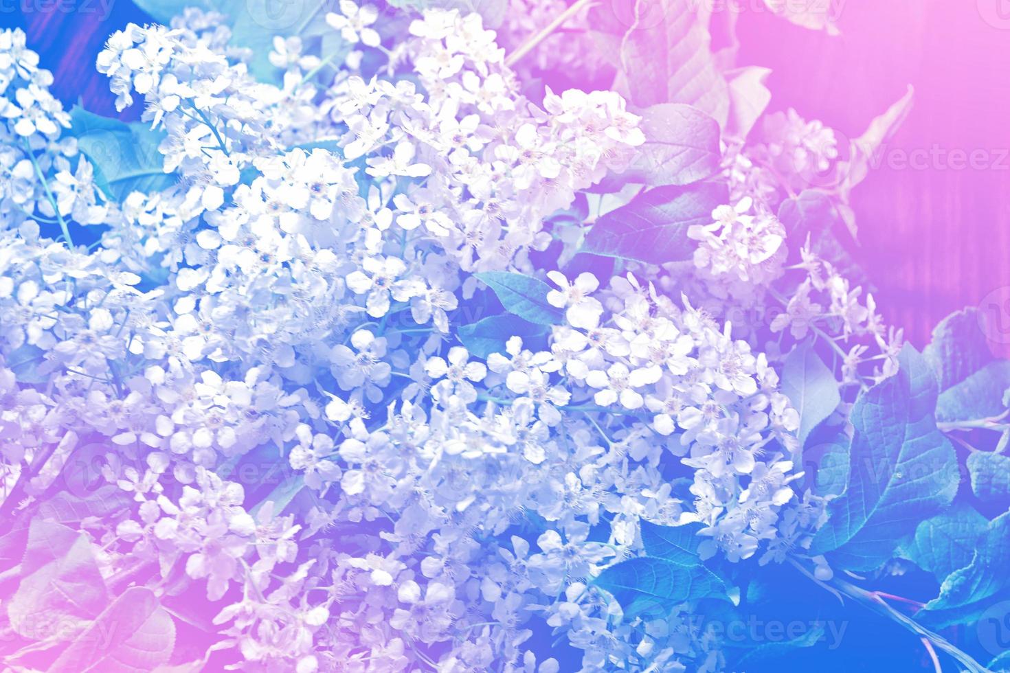 Blossoming branch cherry tree. Bright colorful spring flowers photo