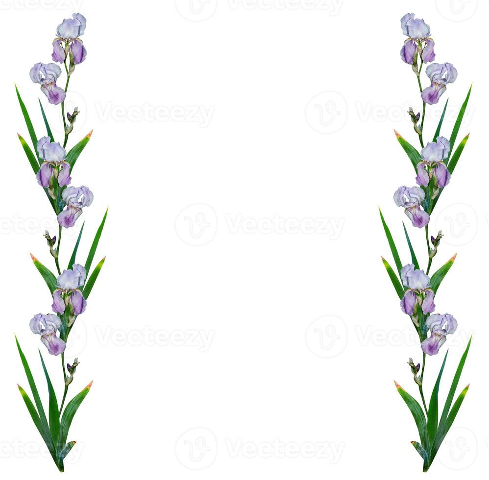 spring flowers iris isolated on white background. photo