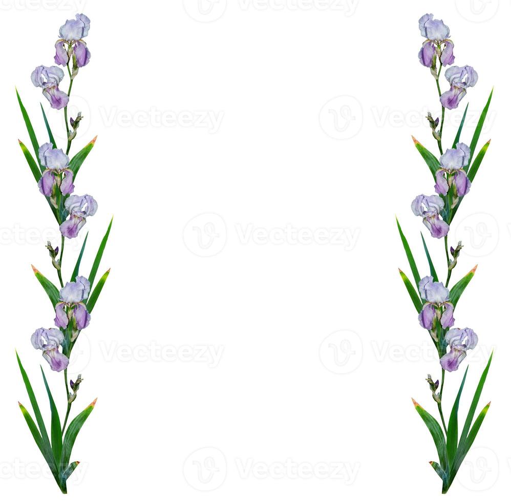 spring flowers iris isolated on white background. photo