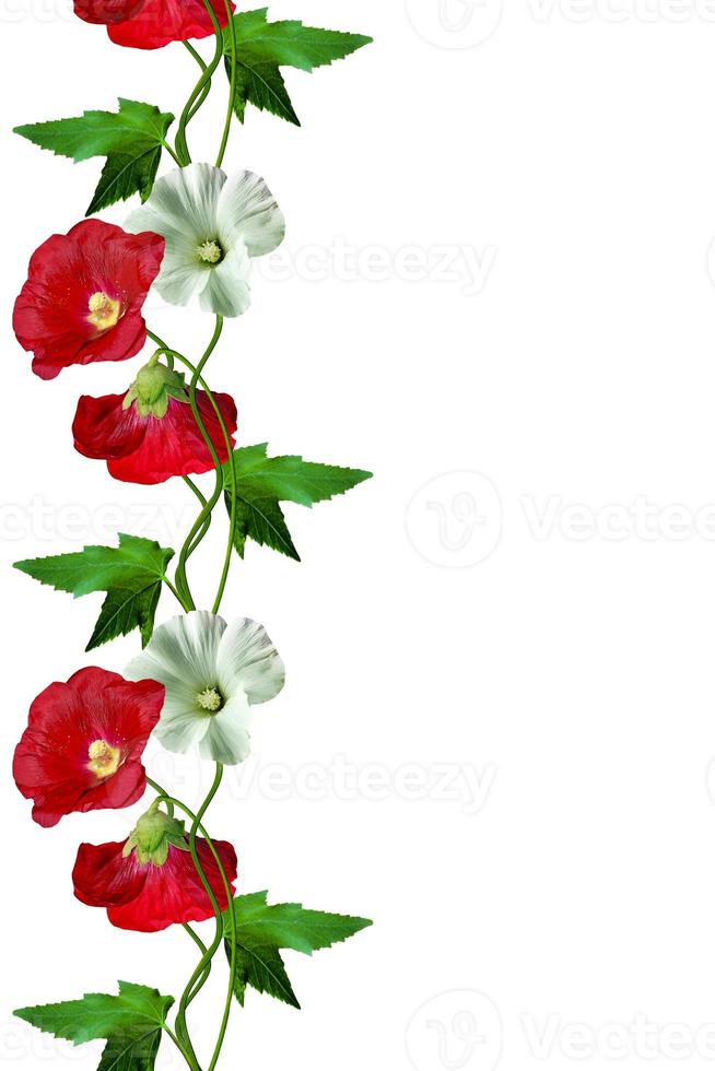 mallow flowers with leaves isolated on white background photo