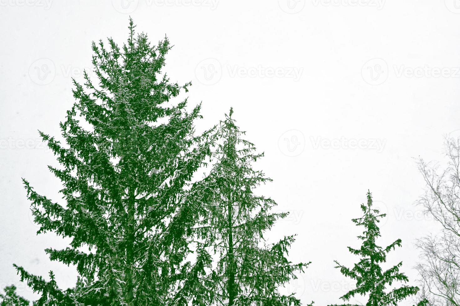 forest in the frost. Winter landscape. Snow covered trees. photo