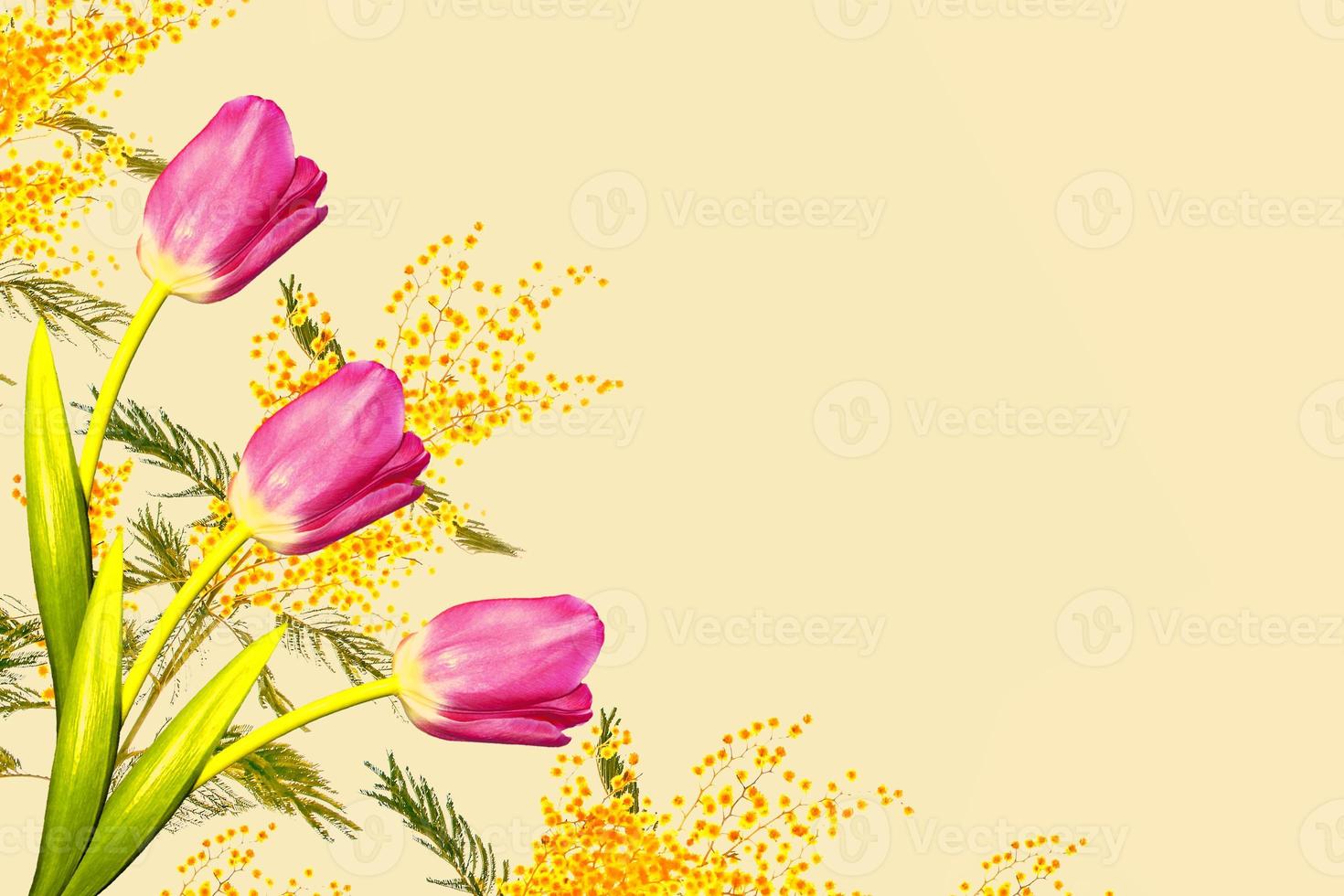 Bright and colorful spring flowers of tulips and mimosa. photo