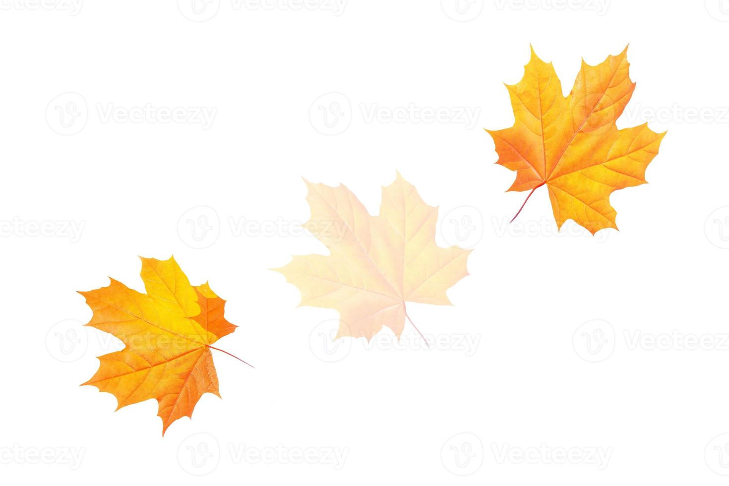 Bright colorful autumn leaves. nature photo