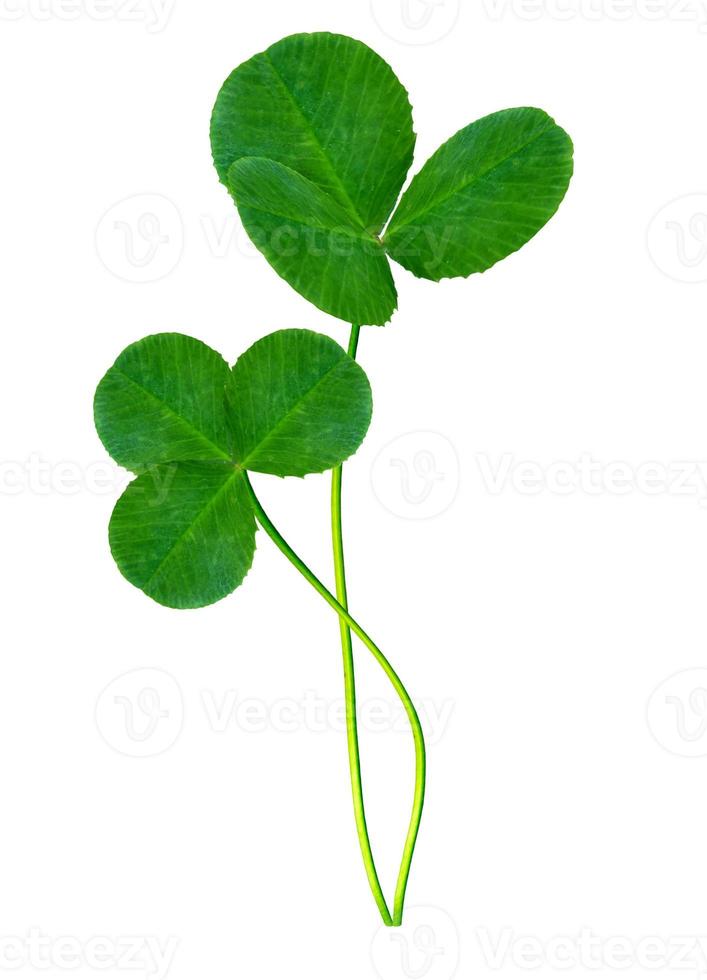 leaf clover on white background photo