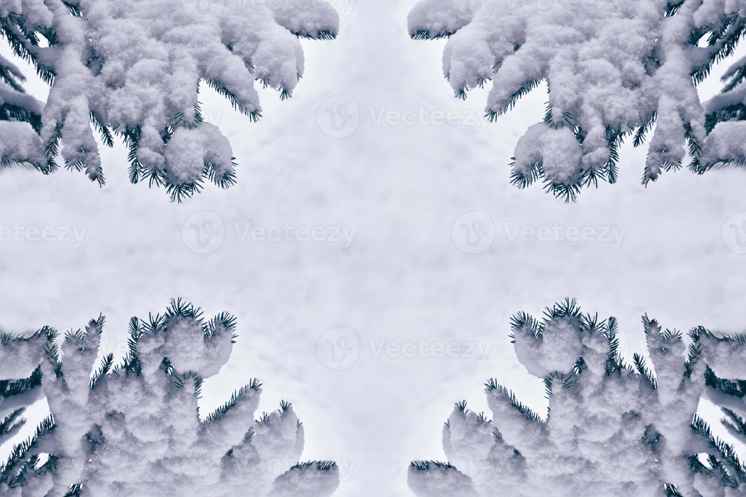 forest in the frost. Winter landscape. Snow covered trees. photo