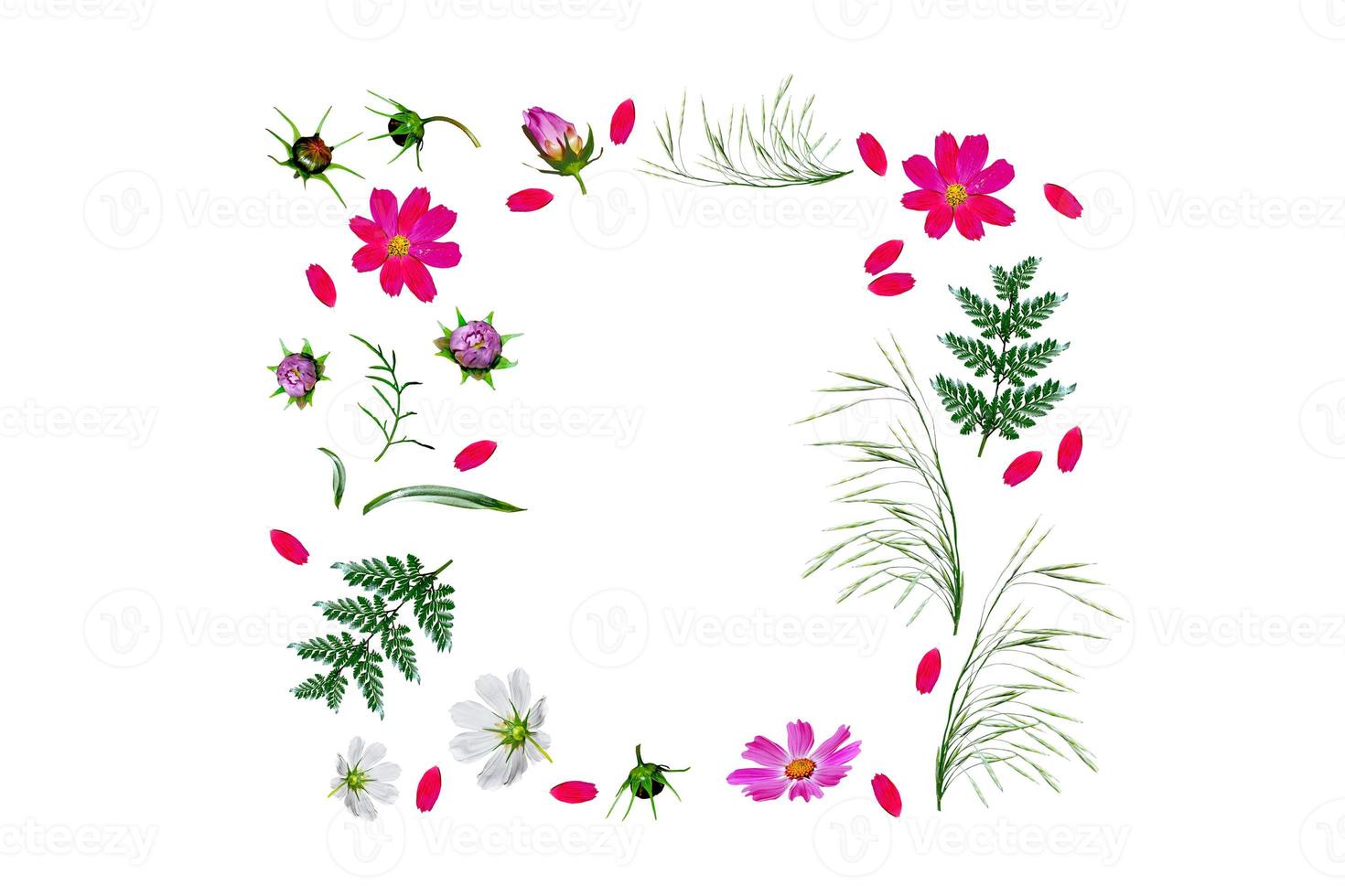 Cosmos flowers isolated on white background. Top view, flat lay. Composition. photo