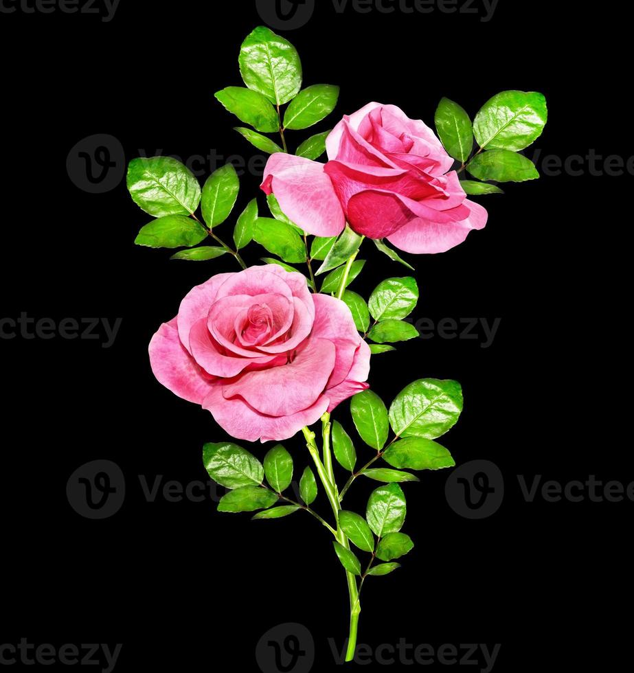 flower buds of roses isolated on black background photo